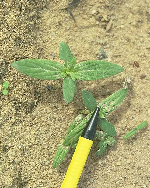 Plantule de Spermacoce stachydea - Rubiaceae