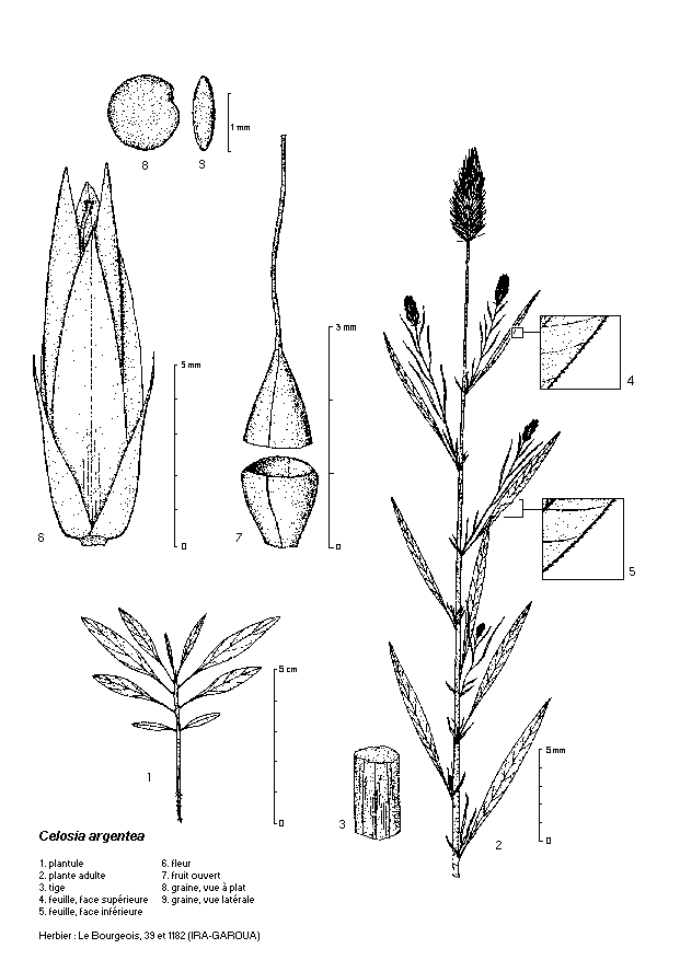 Dessin botanique de Celosia argentea - Amaranthaceae