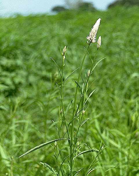 Dtail de Celosia argentea - Amaranthaceae