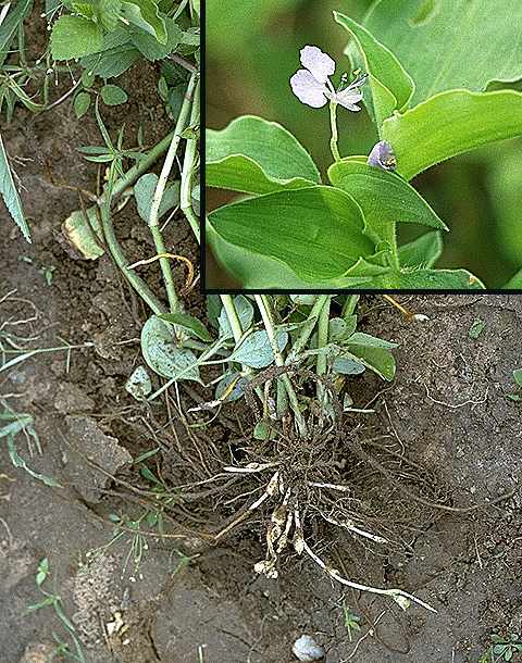 Dtail de Commelina benghalensis - Commelinaceae