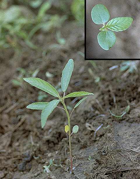 Plantule de Corchorus olitorius - Tiliaceae