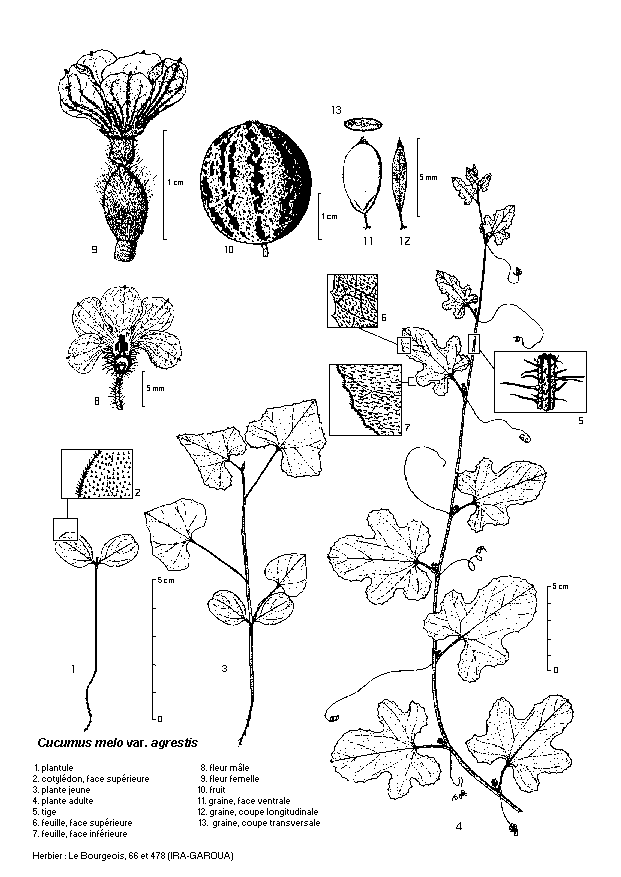 Planche botanique de Cucumis melo Cucurbitaceae