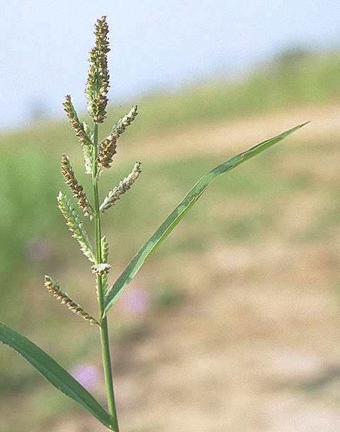 Dtail de Echinochloa colona - Poaceae