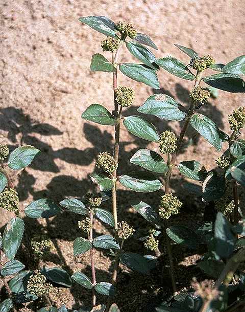 Dtail de Euphorbia hirta - Euphorbiaceae