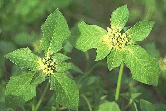 Exemplaire adulte de Euphorbia heterophylla - Euphorbiaceae