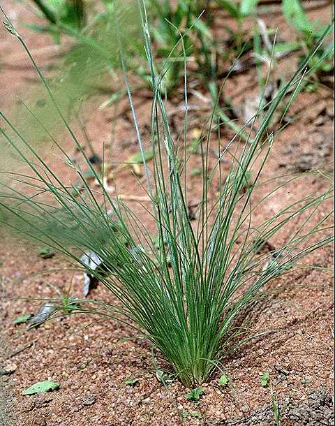 Dtail de Bulbostylis hispidula - Cyperaceae