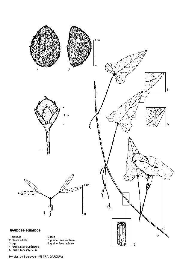 Dessin botanique de Ipomoea aquatica - Convolvulaceae