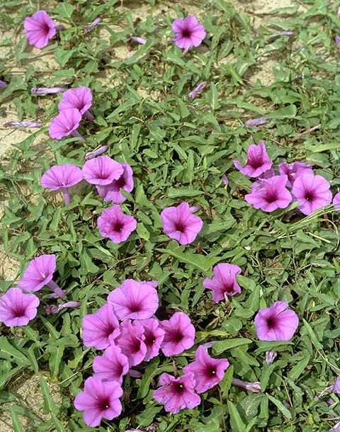 Exemplaire adulte de Ipomoea aquatica - Convolvulaceae