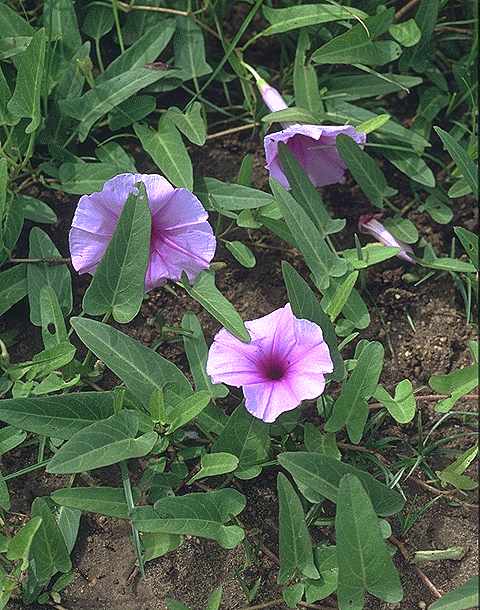 Dtail de Ipomoea aquatica - Convolvulaceae