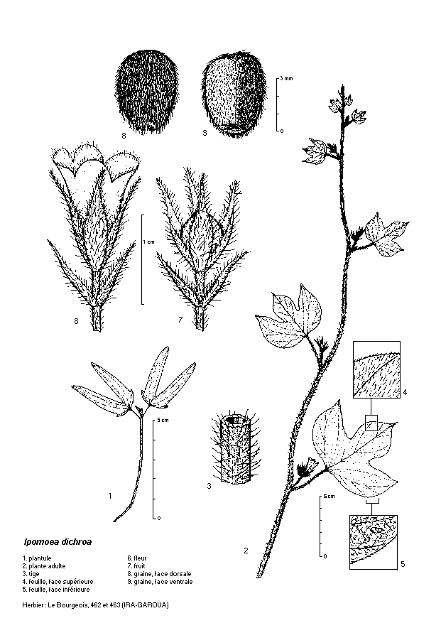 Dessin botanique de Ipomoea dichroa - Convolvulaceae
