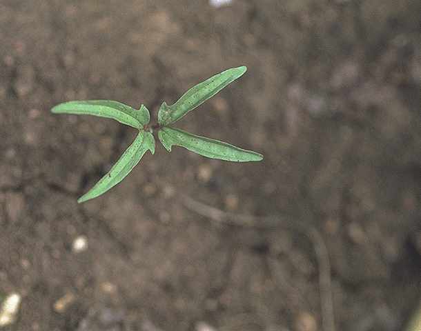 Plantule de Ipomoea dichroa - 
Convolvulaceae