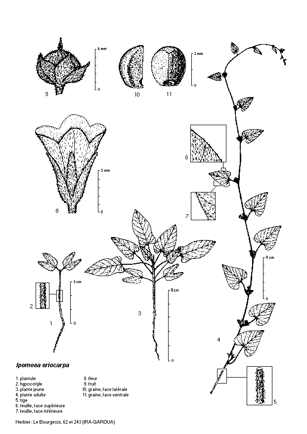Dessin botanique de Ipomoea eriocarpa - Convolvulaceae