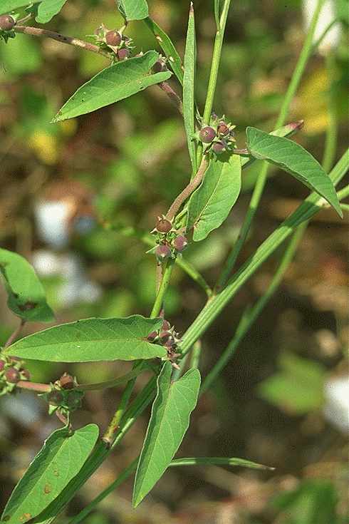 Exemplaire adulte de Ipomoea eriocarpa - Convolvulaceae