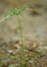 Mariscus cylindristachyus - Cyperaceae au stade adulte