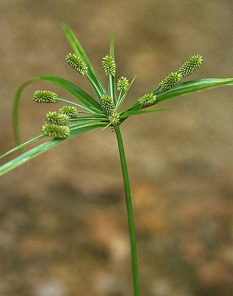 Dtail de Mariscus cylindristachyus - Cyperaceae