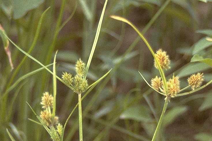 Dtail de Mariscus squarrosus - Cyperaceae