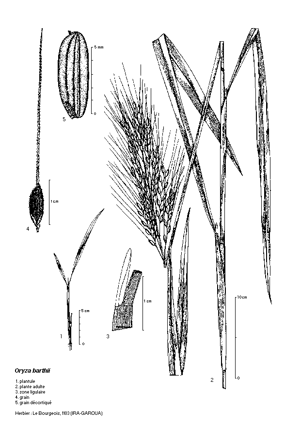 Dessin botanique de Oryza barthii - Poaceae