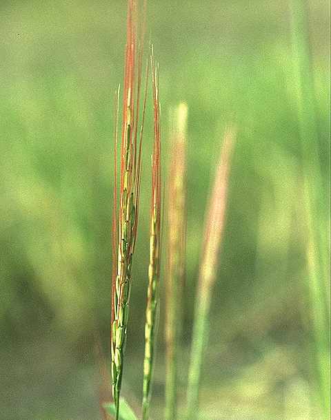 Dtail de Oryza barthii - Poaceae