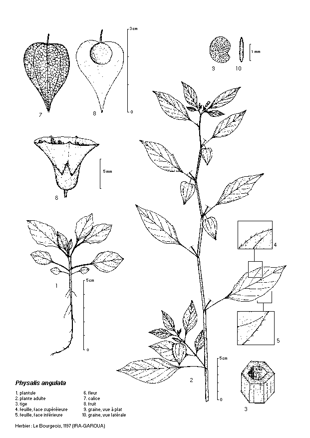 Dessin botanique de Physalis angulata - Solanaceae