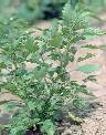 Dtail de Physalis angulata - Solanaceae