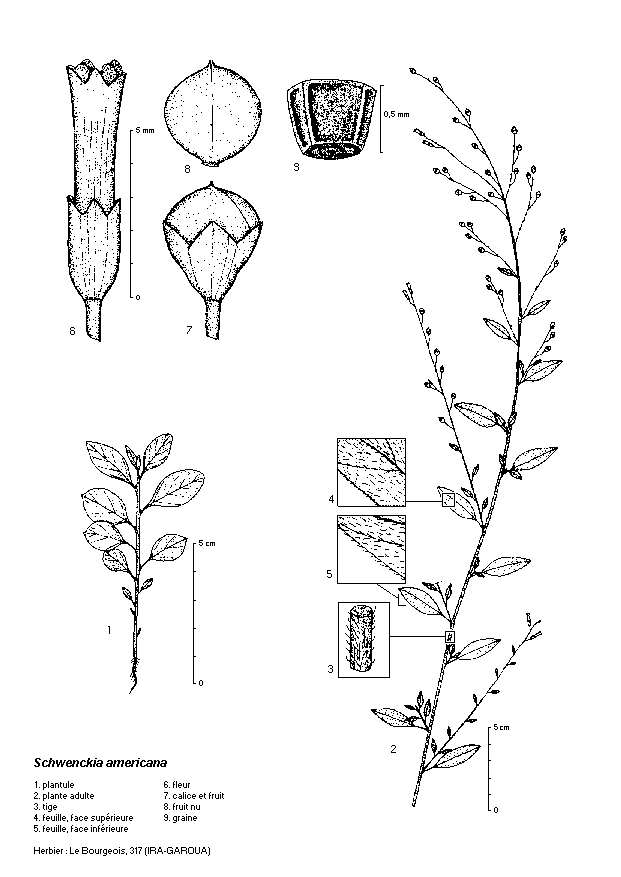 Dessin botanique de Schwenkia americana - Solanaceae