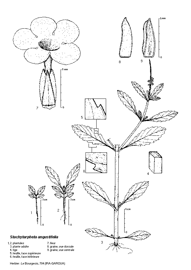 Dessin botanique de Stachytarpheta angustifolia - Verbenaceae