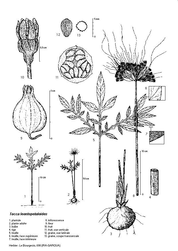 Planche botanique de Tacca leontopetaloides Taccaceae