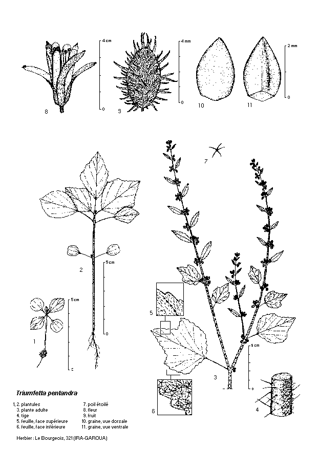 Dessin botanique de Triumfetta pentandra - Tiliaceae